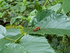 Pompilidae