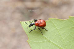 Compsapoderus