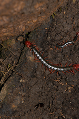 Cormocephalus nitidus