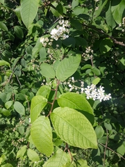 Prunus padus