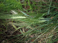 Hordeum vulgare