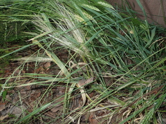 Hordeum vulgare