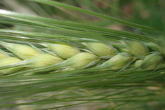 Hordeum vulgare