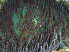 Heteractis