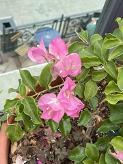 Magnoliopsida