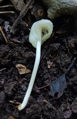 Heliomyces decolorans