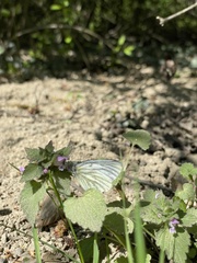 Pieris napi