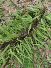 Pyrrosia adnascens