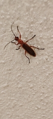 Rhagonycha nigritarsis