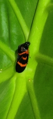 Okiscarta uchidae