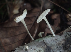 Marasmiellus flaccidus