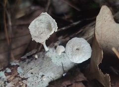 Marasmiellus flaccidus