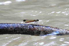 Libellago aurantiaca