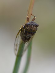 Diceroprocta olympusa