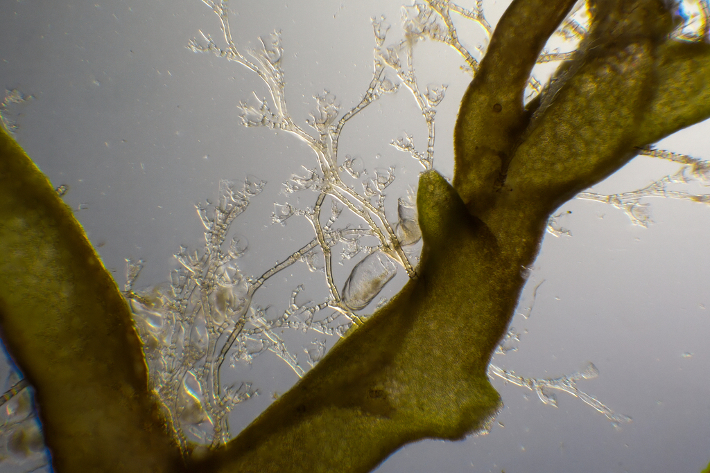 Plumularia obliqua