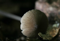 Pseudohydropus
