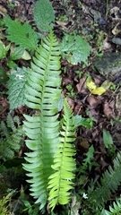 Polystichum acutidens