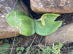 Haemanthus humilis