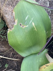 Haemanthus humilis