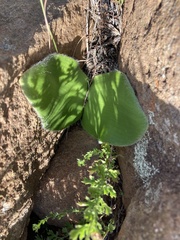 Haemanthus humilis