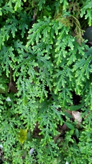 Selaginella labordei