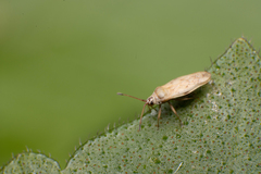 Plerochila australis