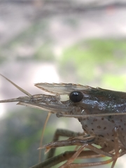 Macrobrachium equidens