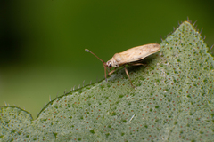 Plerochila australis