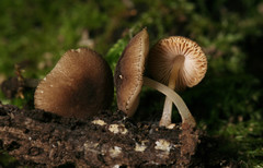 Pluteus podospileus