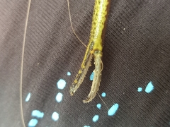 Macrobrachium equidens