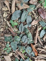 Strobilanthes reptans