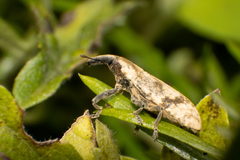 Gasteroclisus