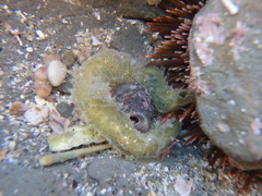 Flabelligera bicolor