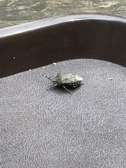 Rhaphigaster nebulosa