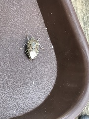 Rhaphigaster nebulosa