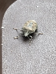 Rhaphigaster nebulosa