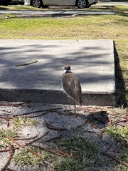 Vanellus miles novaehollandiae