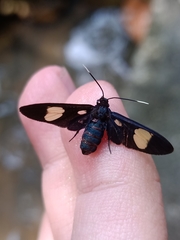 Trichaetoides chloroleuca