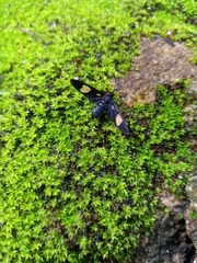 Trichaetoides chloroleuca