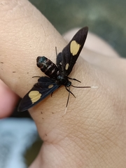 Trichaetoides chloroleuca