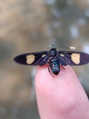 Trichaetoides chloroleuca