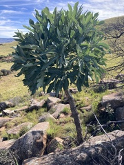 Cussonia paniculata paniculata