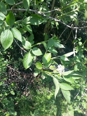 Sambucus nigra