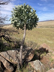 Cussonia paniculata paniculata
