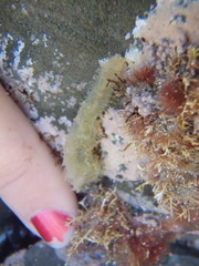 Flabelligera bicolor
