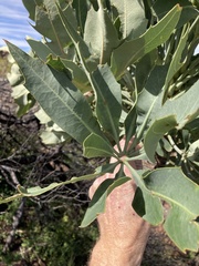 Cussonia paniculata paniculata