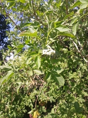 Sambucus nigra
