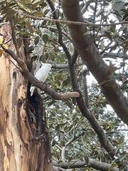 Cacatua galerita