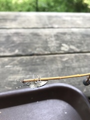 Rhaphigaster nebulosa