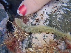 Flabelligera bicolor